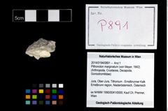 Foto (Objekt + Etikett) von Pithonoton marginatum (von Meyer, 1842)  (NHMW-GEO-2014-0194-0891)